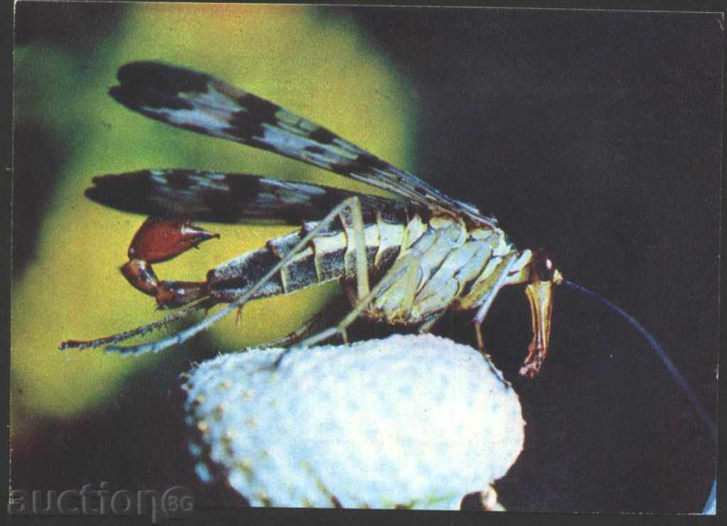 κάρτα εντόμων - Fly Skorpionka 1980 ΕΣΣΔ