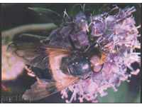 Insect Card - Sifida Muha 1980 USSR
