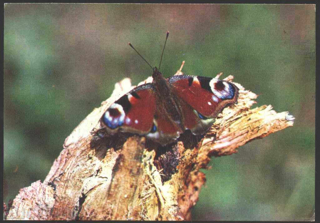 Insecte carte poștală - Butterfly 1980 URSS