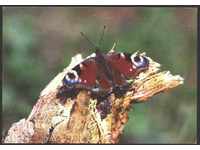 Καρτ ποστάλ εντόμων - Butterfly 1980 ΕΣΣΔ