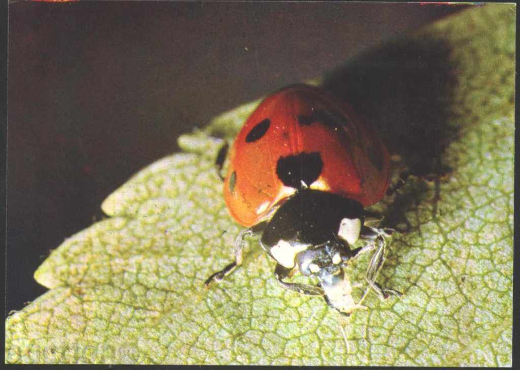 carte de insecte - Kalinka 1980 URSS