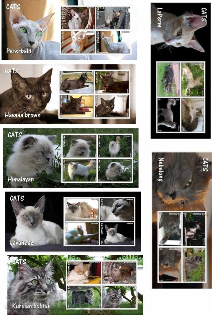 21 Clean Blocks Cats 2012 from Tongo with price 115.00 BGN | € 58.80