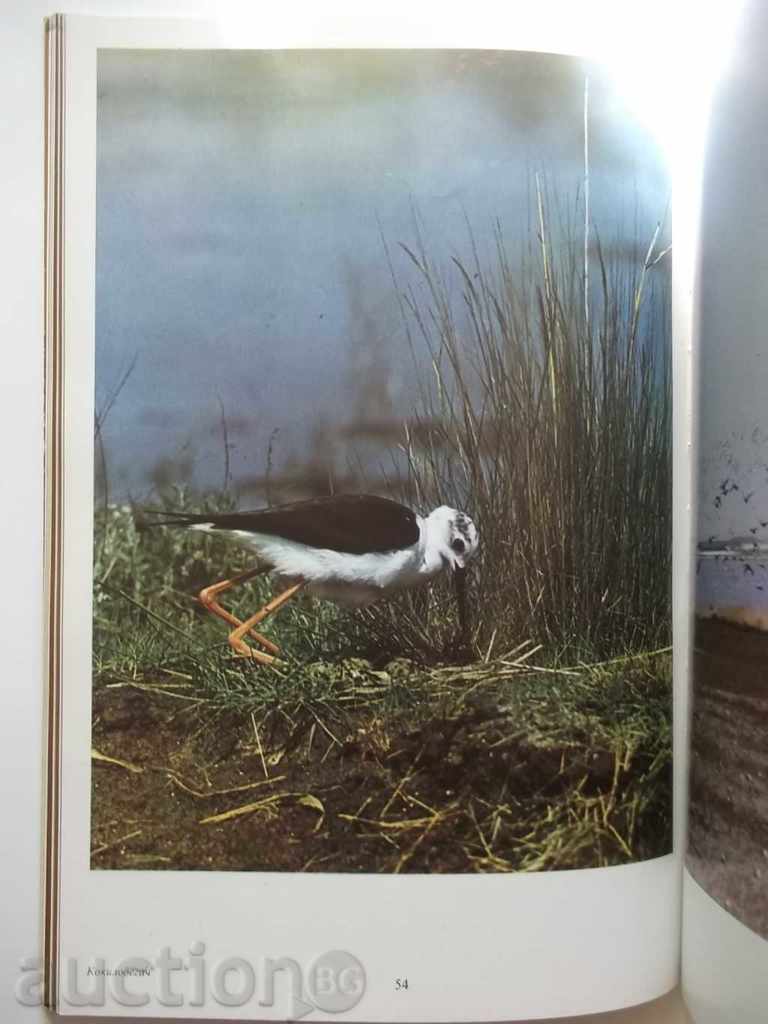 Delivery of Natural Beauty in Bulgaria - Vl. Popov, V. Kanzeva 1984 Delivery of Natural Beauty in Bulgaria - Vl. Popov, V. Kanzeva 1984