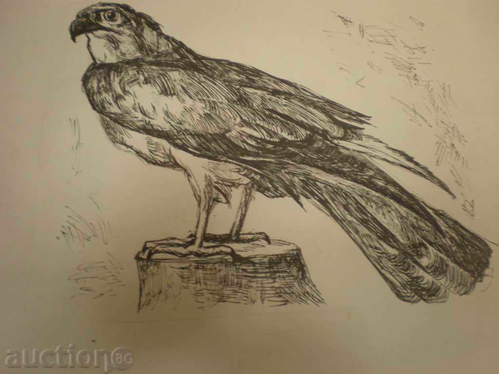 Auction picture-print. Auction picture-print.