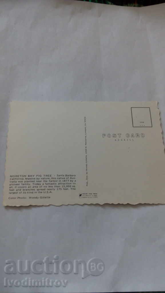 Santa Barbara, California Moreton Bay Fig Tree with price 0.45 BGN | € 0.23 Santa Barbara, California Moreton Bay Fig Tree with price 0.45 BGN | € 0.23