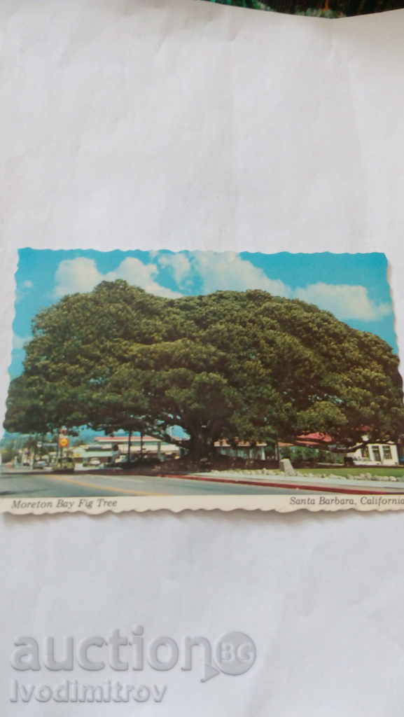 П К Santa Barbara, California Moreton Bay Fig Tree