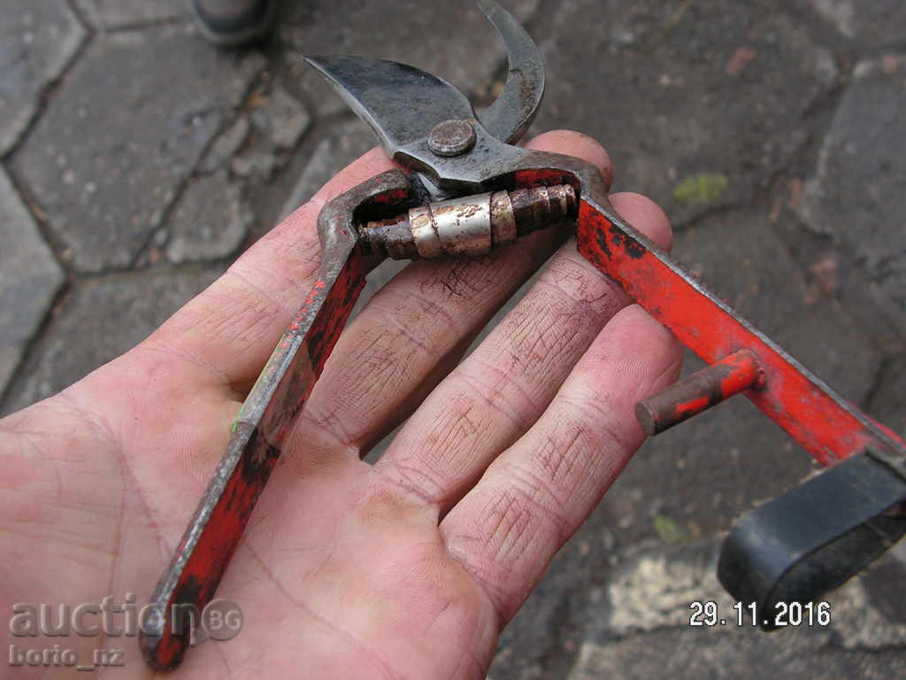 7141. STAR SMALL HORSE BARRELY REMOVED R - 5 7141. STAR SMALL HORSE BARRELY REMOVED R - 5