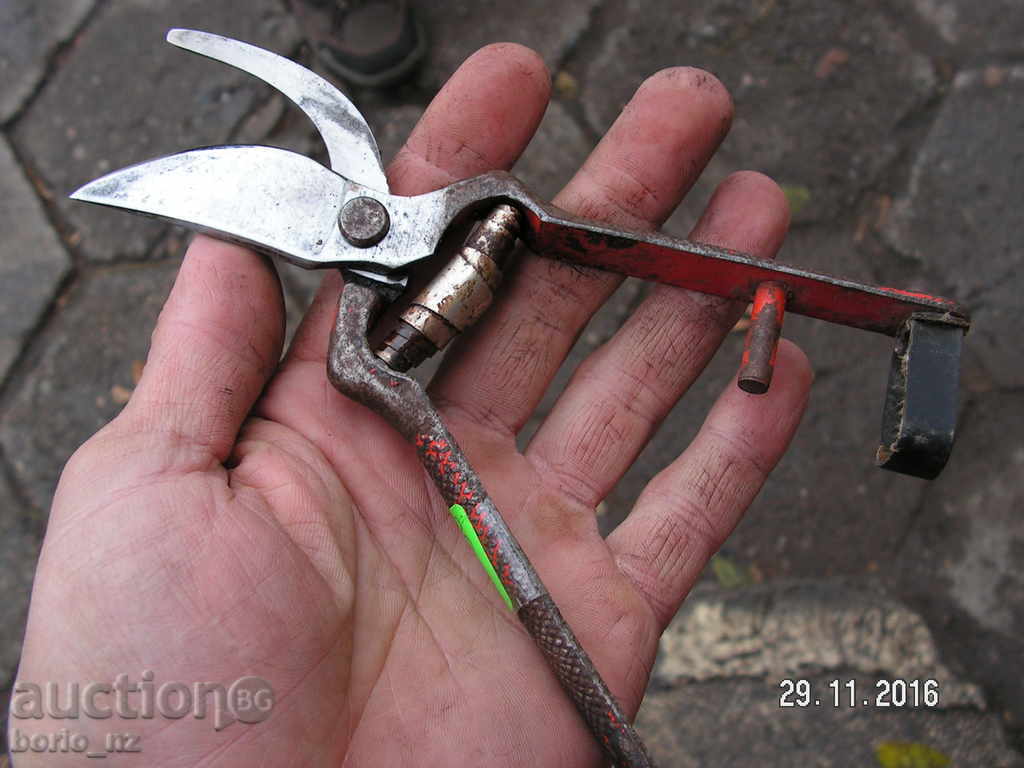 7141. STAR SMALL HORSE BARRELY REMOVED R - 6 7141. STAR SMALL HORSE BARRELY REMOVED R - 6