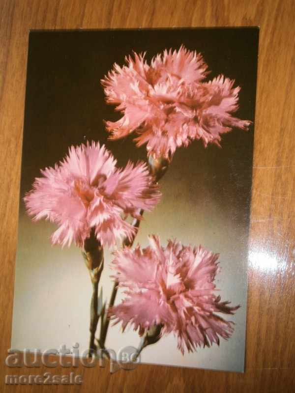 Card KARAMFILS FROM BULGARIA - FLOWER / 2 /