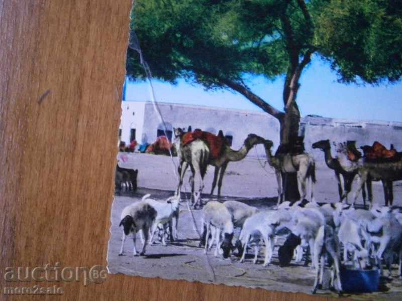 Delivery of Postcard ADEN - ADEN - YEMEN - 70 YEARS Delivery of Postcard ADEN - ADEN - YEMEN - 70 YEARS