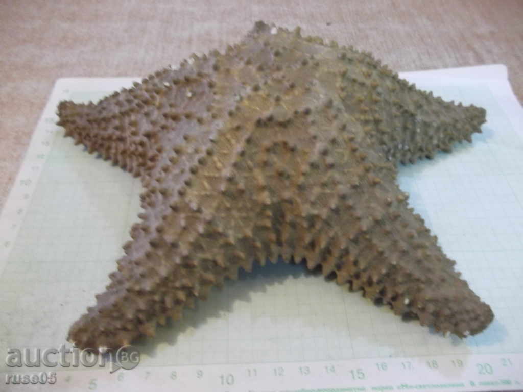 Star sea - 4 with price 25.00 BGN | € 12.78