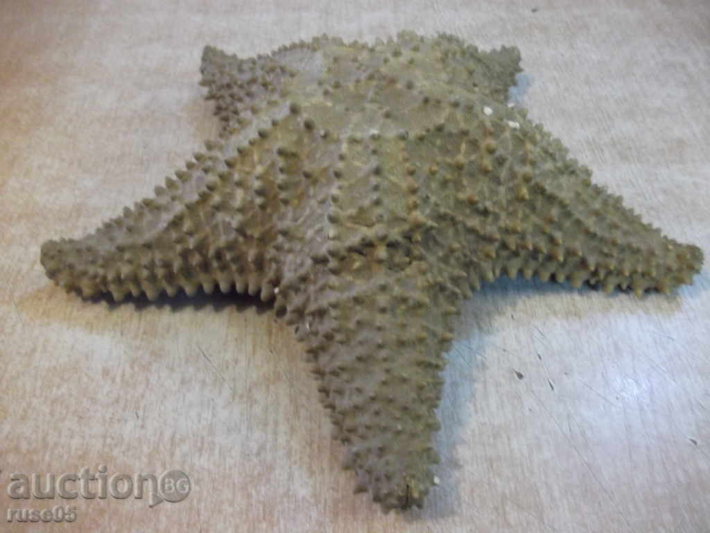 Auction  Star sea - 4