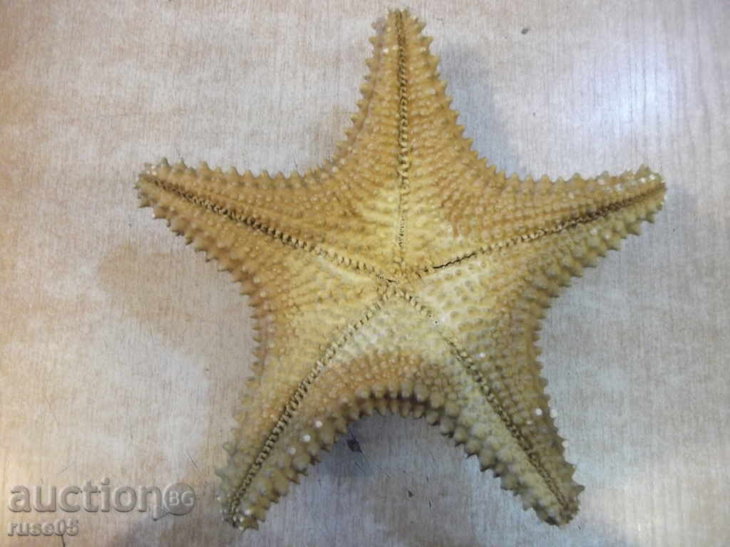 Delivery of Star sea - 4