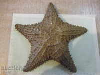 Star sea - 4
