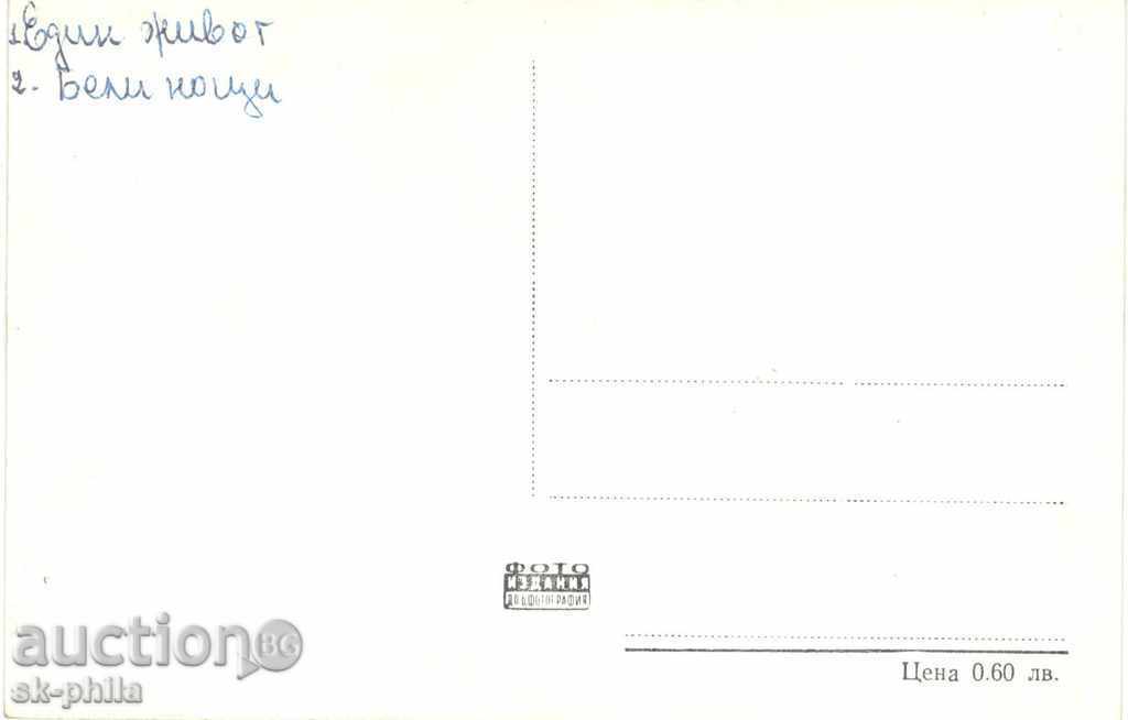 Old postcard artists - Maria Shell 50s with price 1.20 BGN | € 0.61 Old postcard artists - Maria Shell 50s with price 1.20 BGN | € 0.61