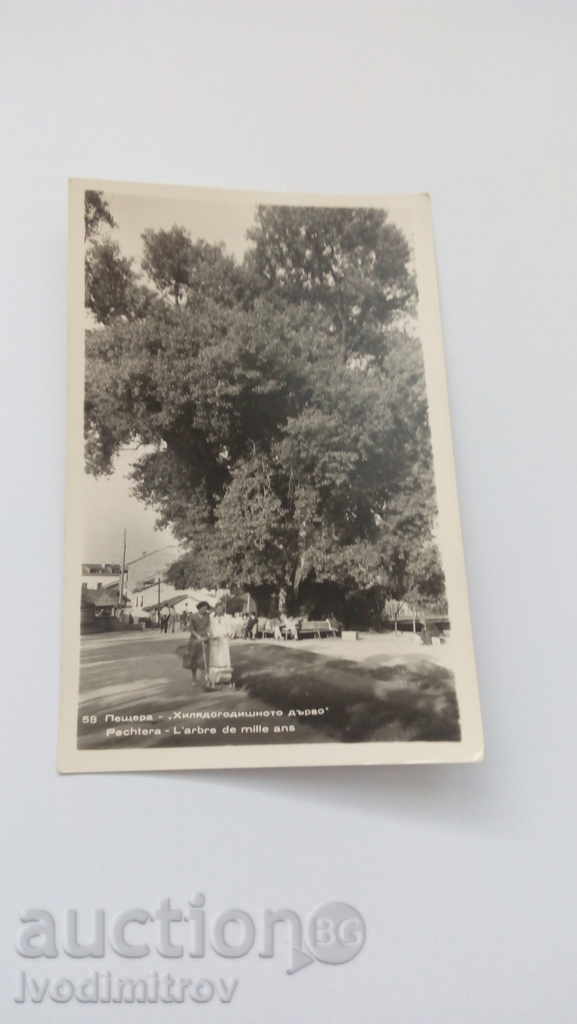 Καρτ ποστάλ Σπήλαιο χιλιετή δέντρο