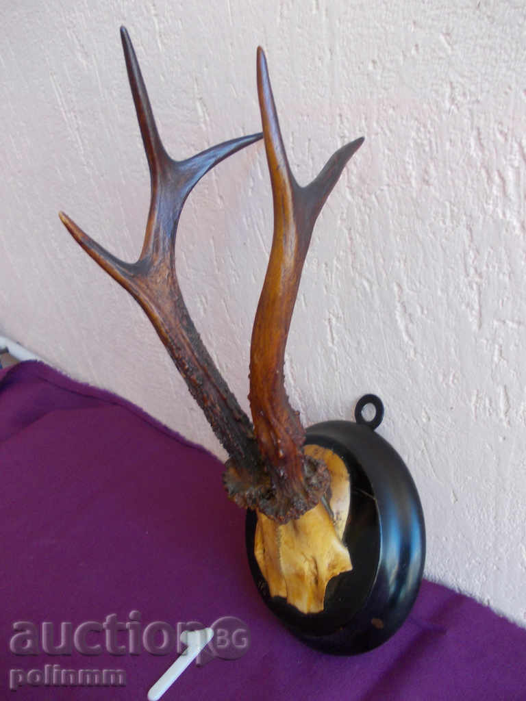 Trophy - 1 cu preț 100.00 BGN | € 51.13