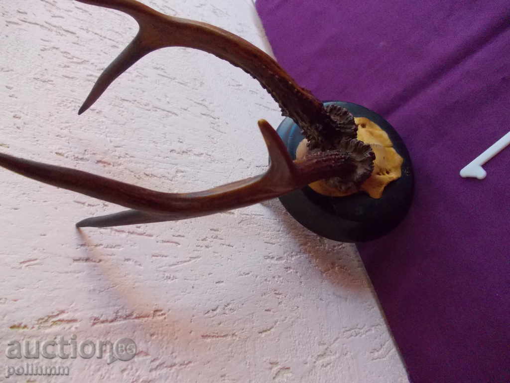 Licitație Trophy - 1