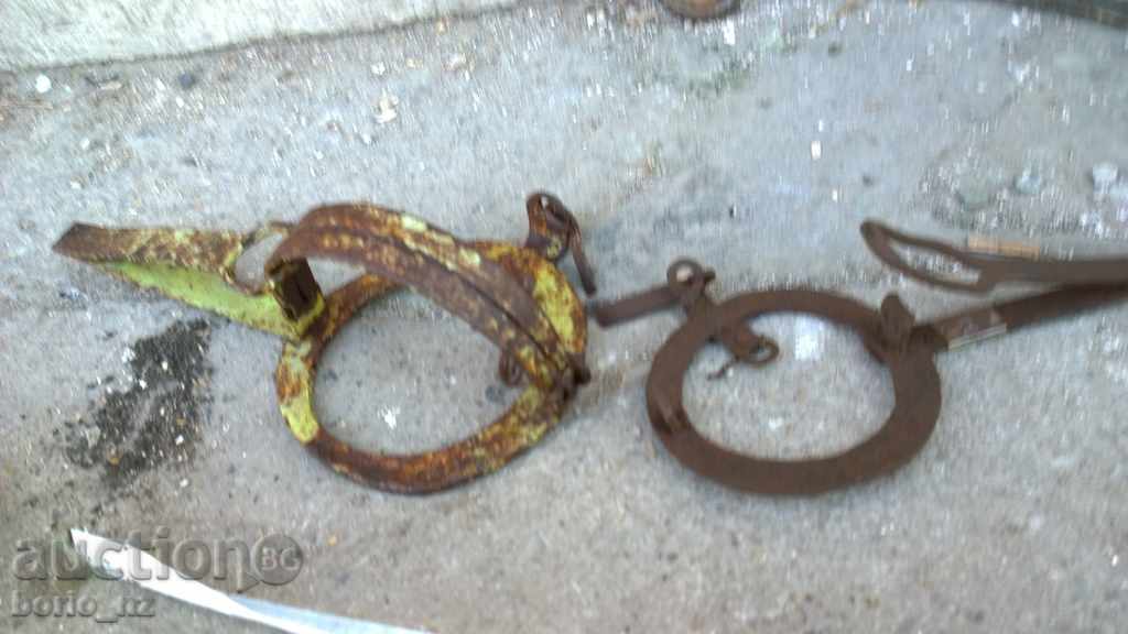 Auction 7735. STAR CABBAGE CAMP SMALL AND MEDIUM PRICE IS FOR THE TWO Auction 7735. STAR CABBAGE CAMP SMALL AND MEDIUM PRICE IS FOR THE TWO