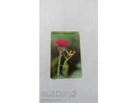 Phone Telecom Correspondence Phonecard on blooming color
