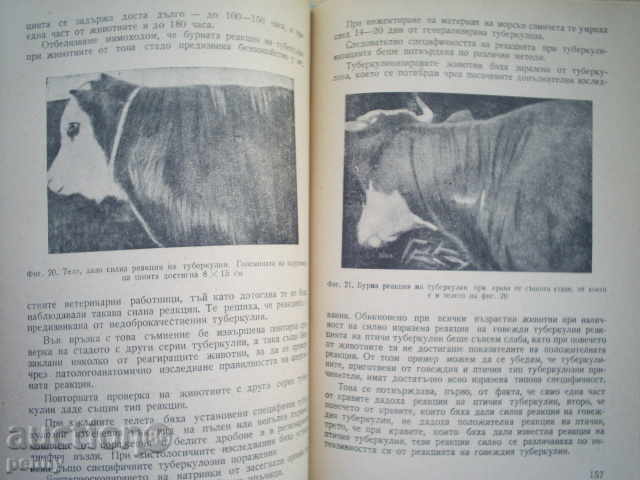 TUBERCULOSIS OF AGRICULTURAL ANIMALS - MKUSUKOVETS - 5