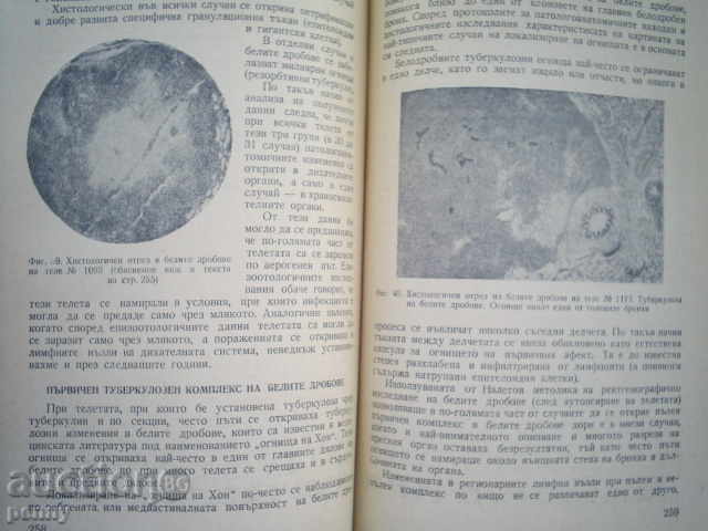 TUBERCULOSIS OF AGRICULTURAL ANIMALS - MKUSUKOVETS - 7