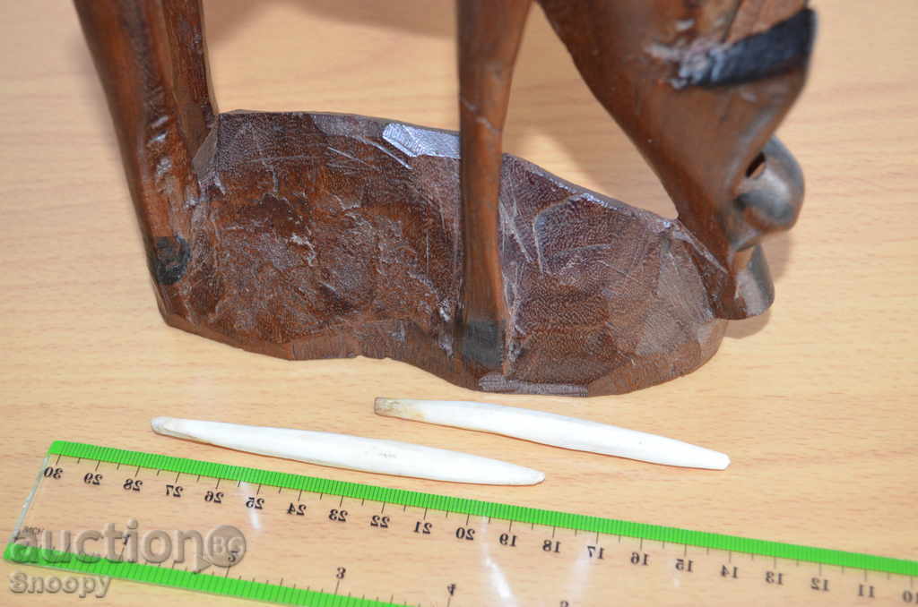 antilope senegalezi - 5 antilope senegalezi - 5