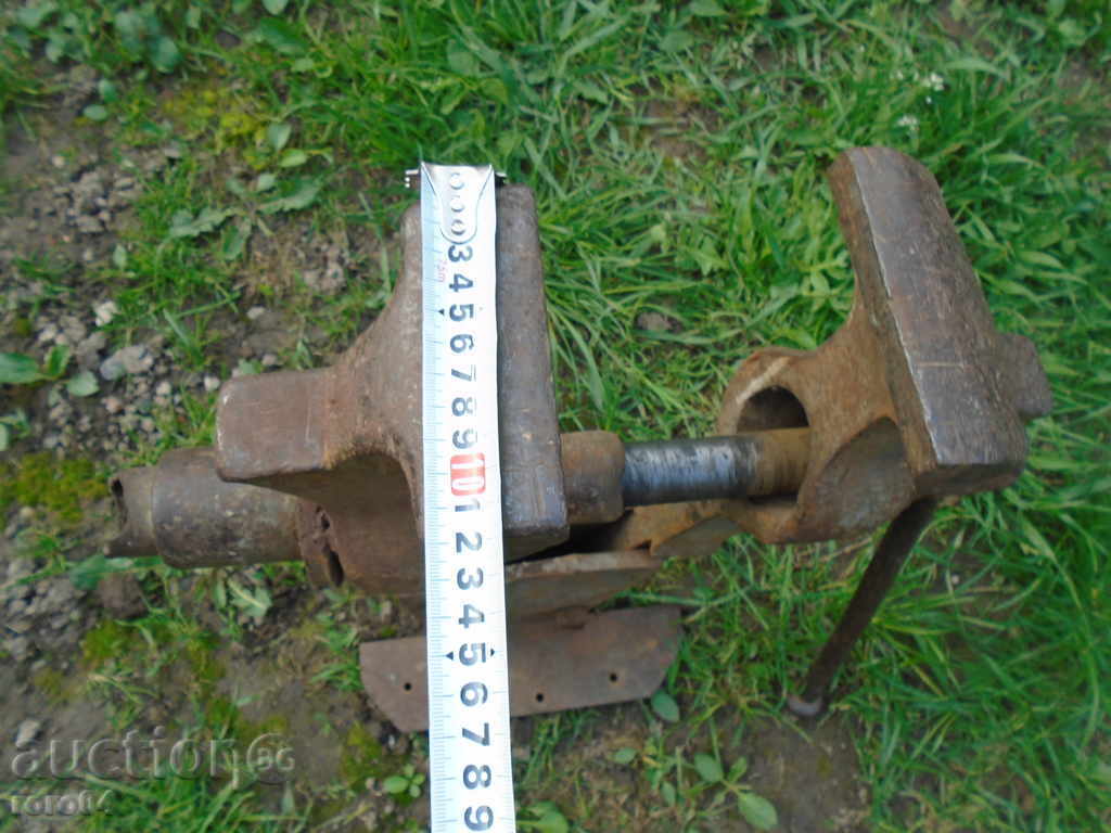 HUGE, MASSIVE OLD COW. MENU XXL SIZE - ACTUAL - 7