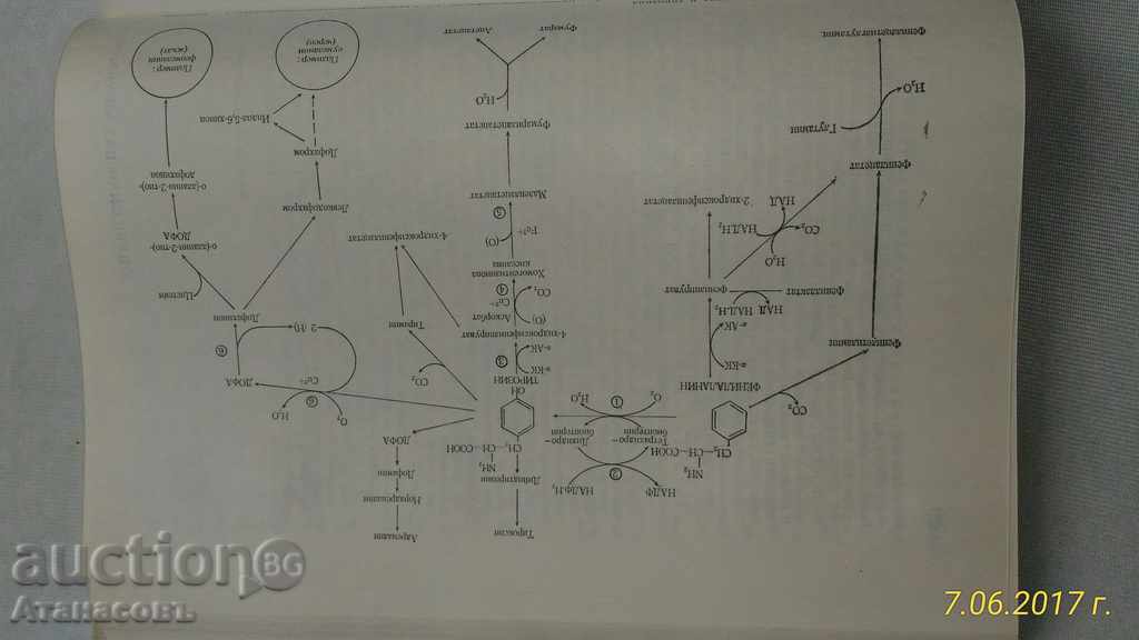Boli ale metabolismului la copii - 5