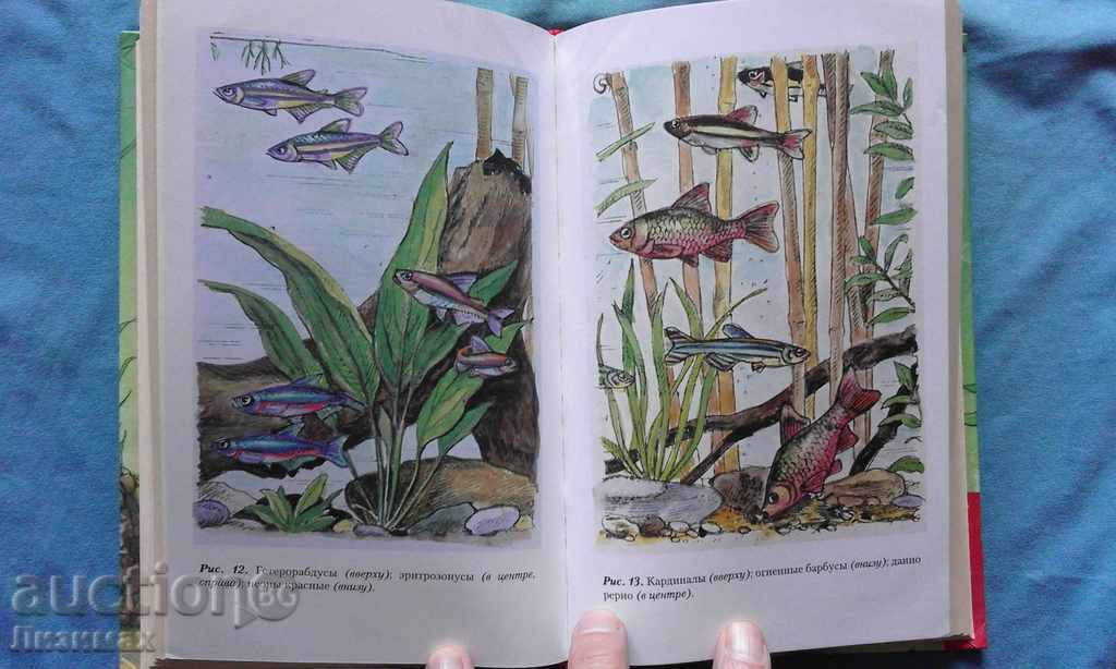 Искусство аквариумного рыбоводства - А.Базанов - 7 Искусство аквариумного рыбоводства - А.Базанов - 7