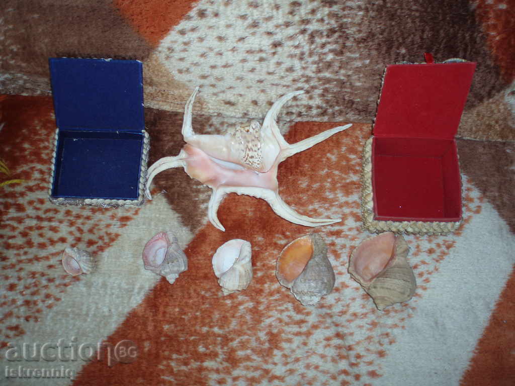 Морски Лот-Кутий -Рапани с цена 45.00 лв. | € 23.01 Морски Лот-Кутий -Рапани с цена 45.00 лв. | € 23.01