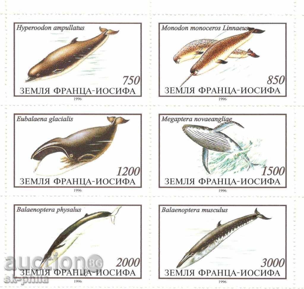 Postage stamp - Russia, Land of Franz Joseph, Sea mammals