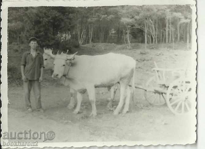 Old photo, small format, with oxen