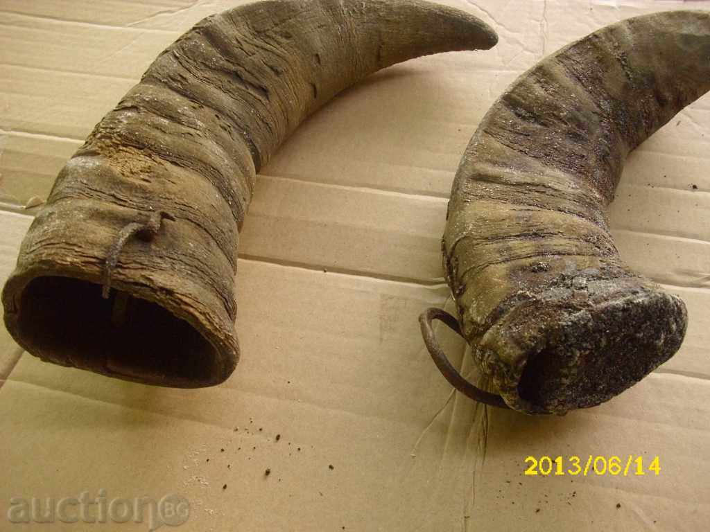 Auction  ROGA - BACKGROUND