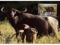 WWF card kit maximum Cambodia 1986 - buffalo