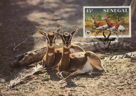 WWF card set maximum Senegal 1986 - Gazelle with price 8.00 BGN | € 4.09