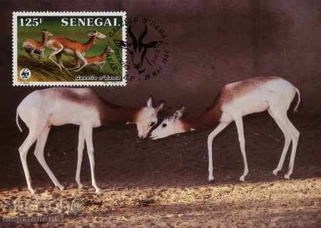 Delivery of WWF card set maximum Senegal 1986 - Gazelle