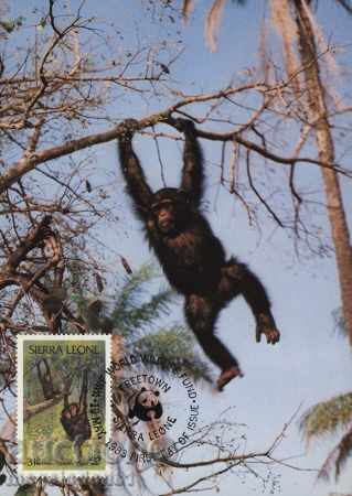 Auction WWF Sierra Leone 1984 - Cards Max Auction WWF Sierra Leone 1984 - Cards Max