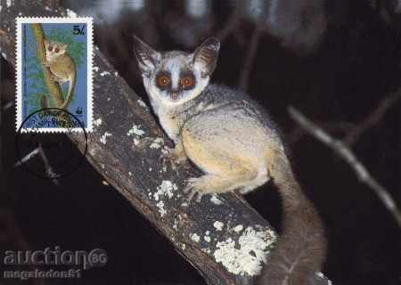 μέγιστη κάρτα WWF Τανζανία 1989 - galagos
