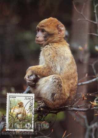 WWF Max Algeria Maps 1988 - Macaque with price 6.00 BGN | € 3.07 WWF Max Algeria Maps 1988 - Macaque with price 6.00 BGN | € 3.07