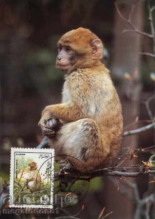 WWF κάρτες μέγιστη Αλγερία 1988 - μακάκος με τιμή € 1.57 | 3.07 BGN