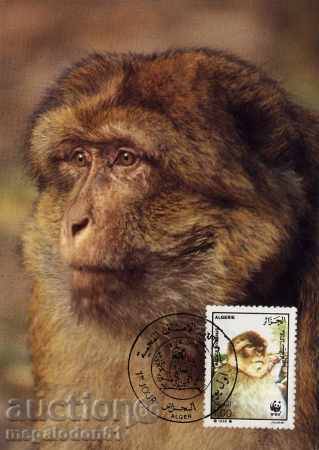 Παράδοση WWF κάρτες μέγιστη Αλγερία 1988 - μακάκος