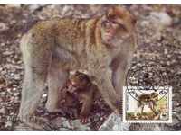WWF κάρτες μέγιστη Αλγερία 1988 - μακάκος