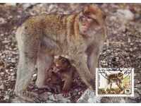 carduri de WWF maxim Algeria 1988 - macac