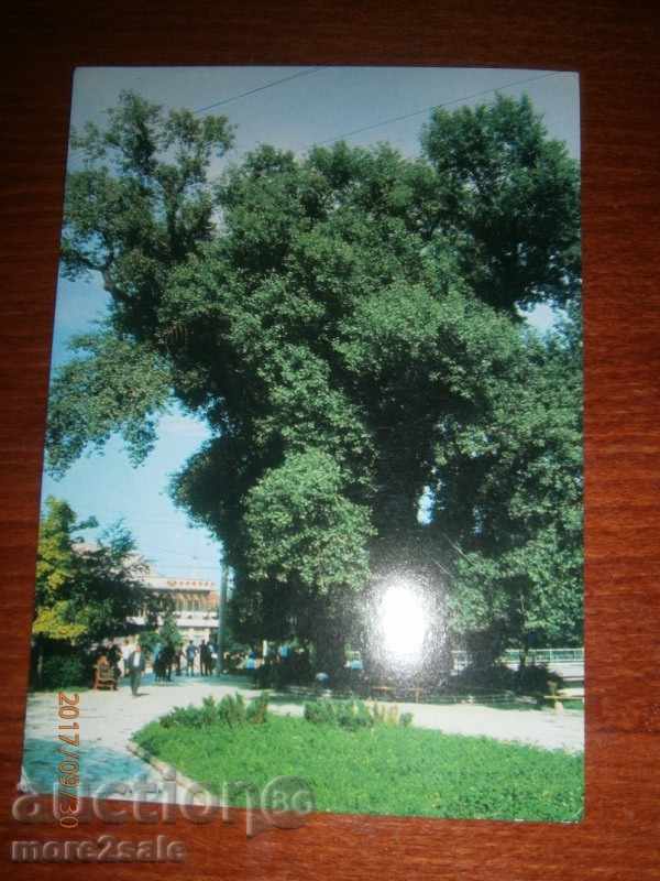 CARD - CAVE - secole Cavaco în Park City 1979