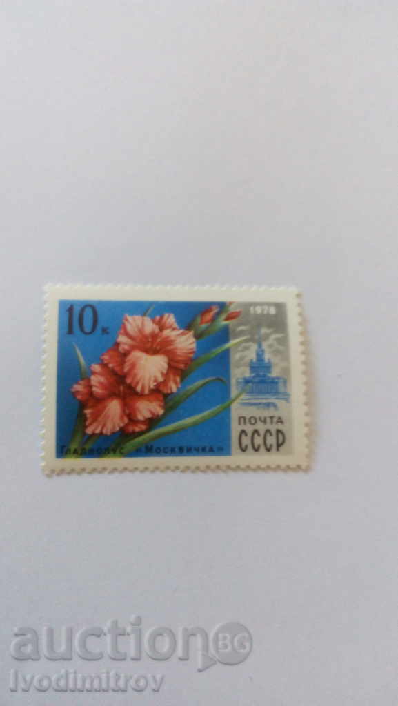 Brand USSR Gladiolus Moskvichka 1978