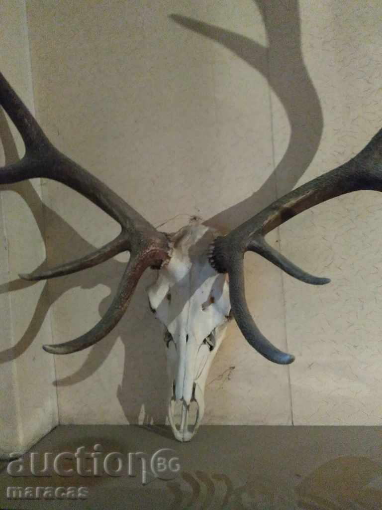 Deer trophy _skull with horns with price € 1048.15 | 2050.01 BGN Deer trophy _skull with horns with price € 1048.15 | 2050.01 BGN
