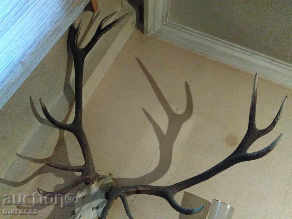 Auction Deer trophy _skull with horns Auction Deer trophy _skull with horns