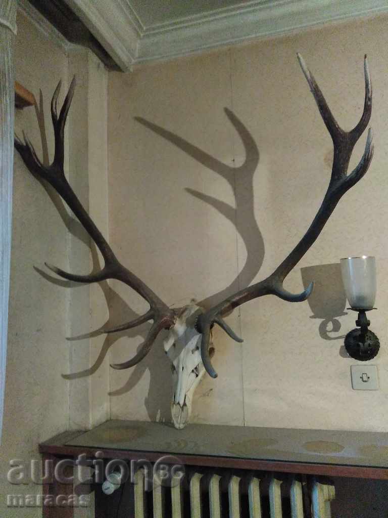 Deer trophy _skull with horns Deer trophy _skull with horns