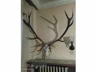 Deer trophy _skull with horns